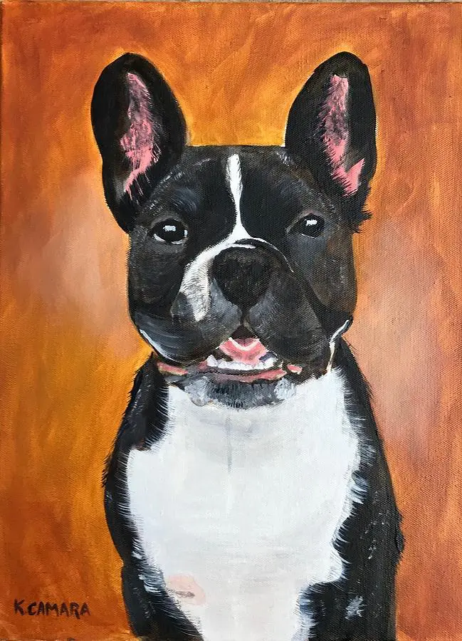 Black and white dog portrait on orange background