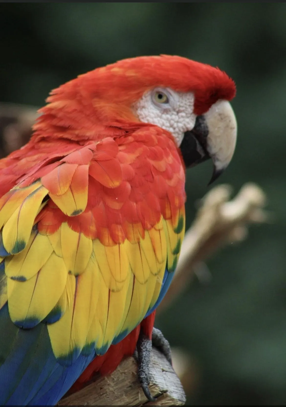 Colorful parrot perched on a tree branch.